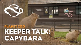 Planet Zoo  Keeper Talk  Capybara [upl. by Drarehs229]