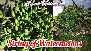 How to Care and Propagate String of Watermelons  SenecioHerreianus  bikolanahardinera [upl. by Mahoney]