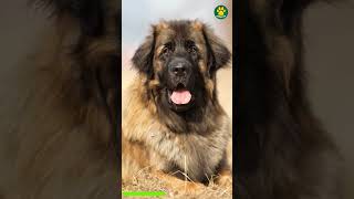 LEONBERGER 🐶 The Lion Dog From Germany 16100 PawsomeDogs [upl. by Nanine]