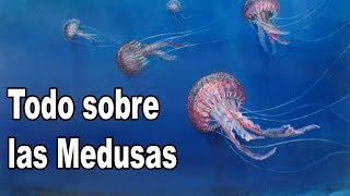 Medusas Datos y Curiosidades [upl. by Hinson]