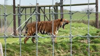 Malayan Tiger at Hamerton Zoo Park [upl. by Aikaz]