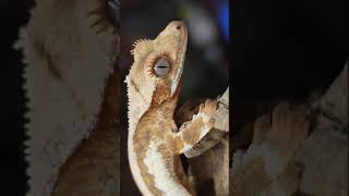 Check out this Lilly White lillywhites gecko youtubeshorts youtube [upl. by Landel]