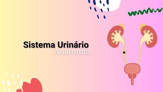 SISTEMA URINÁRIO  Anatomia Geral e funções  Medicina  Ensino superior [upl. by Bryant]