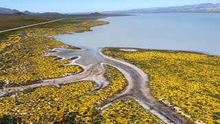 Carrizo Plains 2023 EP1  Wild Flowers  Dry Lake Bed  Impassable Roads [upl. by Annayram395]