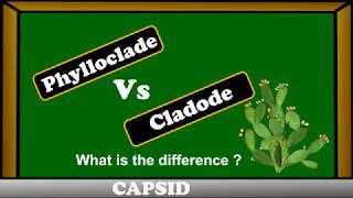 Phylloclades vs Cladode   difference between phylloclades and cladode [upl. by Llerrej]