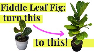 Fiddle Leaf Fig  Care amp Rescue Tips [upl. by Leahcimauhsoj]