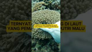 Ketika Karang Menyembunyikan Dirinya Saat Disentuh – Acropora Millepora shorts keluargacemoro [upl. by Jaddo]