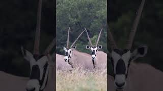 WildlifeWednesday Gemsbok’s Unique Adaptation for Surviving Arid Texas Conditions  TX Real Estate [upl. by Naitsabes]