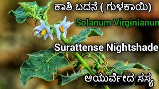 ಕಾಶಿ ಬದನೆ ಗುಳಕಾಯಿ ಗಿಡ Solanum Virginianum Surattense Nightshade [upl. by Haimes]