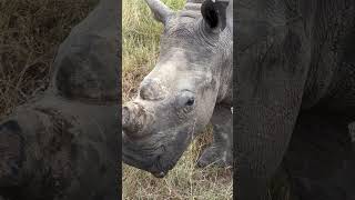 See How This Captivating Baby Rhino Confidently Emerges To lntroduce Himself 🦏 [upl. by Nolat]