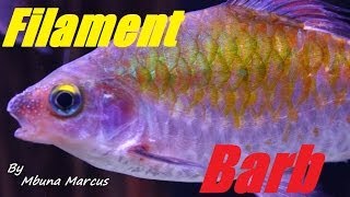 Aquarium Fish  Filament Barb quotPuntius Filamentosusquot Male amp Female [upl. by Ueihttam]