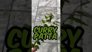 Curry Patta is Good for hair 😌 shorts newvideo minivlog dailyvlog mrunface [upl. by Cortney548]