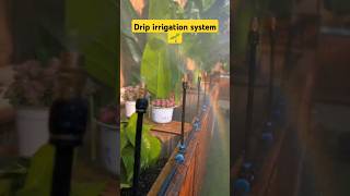 Automatic irrigation system for garden diyprojects garden irrigation [upl. by Andriana]