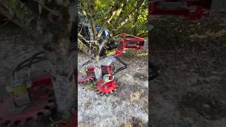 Mechanical Suckers Remover For Orchards EcoCut360  Made By LEGER SAS France  shorts orchards [upl. by Kinelski]