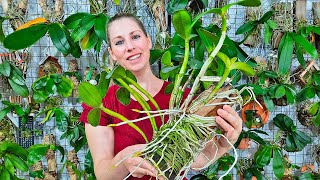 Como cultivar Orquídea Cattleya em TRONCO [upl. by Noek]