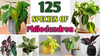 125 Philodendron Plant Species  Philodendron Plant Varieties with Names  Plant and Planting [upl. by Thema]