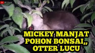 Malam hari Mickey otter yang sangat lucu manjat pohon bonsai [upl. by Sairacaz491]