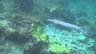 Trumpet fish in Barbados [upl. by Brietta]