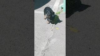 왐마 눈부셔💜 14 year old walk😘 dachshund 닥스훈트 강아지일상 [upl. by Notlih]