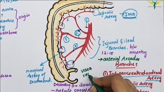 Superior Mesenteric ArterySMA  Course  Divisions  Termination [upl. by Aneen]