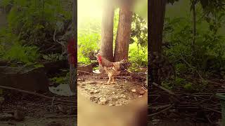 Funny chicken mass entry shorts trending [upl. by Larochelle142]