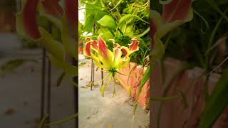 Gloriosa lily flame lily summer flowering plant [upl. by Norok]