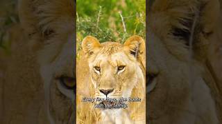 The queen of savannah known as Queen Malika animals lionpride officialchannel wildlife [upl. by Darrel592]