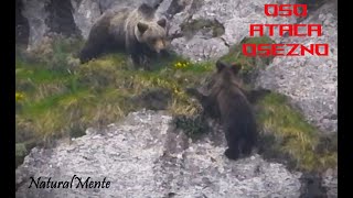 Osa ATACA a su Osezno de 2ºAño al Borde del Precipicio Mother Bear Attacks its Own Cub [upl. by Keelia]