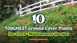 10 TOUGHEST Ground Cover Plants for a LowMaintenance Garden 🌸🌹🍃 [upl. by Inalaehon]