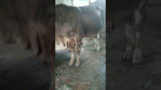 Fleckvieh 9 month huge ox for collection 01875301819 [upl. by Hsinam]