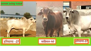 👍Some Top Cow Bull Of 🔥HLDB Hisar Haryana👌 Breed And Sahiwal Breed and HF etc [upl. by Vigor]