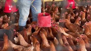 ¿Cuánto se comen 100 gallinas 🐔 [upl. by Hartnett]