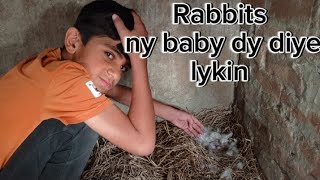 Finally rabbits ny babies dy diye  ham sab bohat heran howe  shehrmaindihat [upl. by Dnalyaw66]