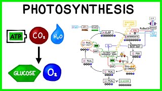 Photosynthesis The Light Reactions and The Calvin Cycle [upl. by Rehpotsirhcnhoj625]