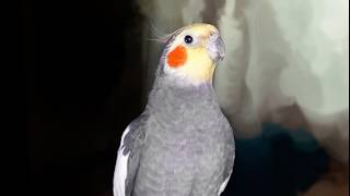 Talking Cockatiel Bird Whistle Training  Cockatiel Parrot Singing  Happy Cockatiel Sounds birds [upl. by Neilson]