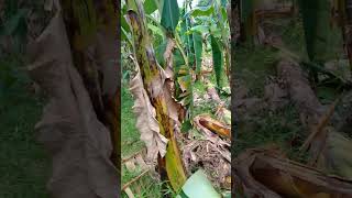 Banana Plantation were destroyed by typhoon Kristine last October 2024 [upl. by Desta415]