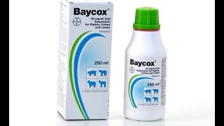 كيفية تقديم baycox 25 [upl. by Claiborne]