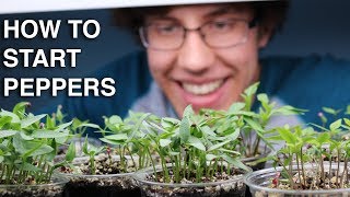 How to Germinate Pepper Seeds INCREDIBLY QUICK with 99 Germination [upl. by Okoyik]