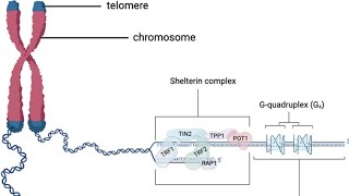 Telomere and Telomerase [upl. by Siloam472]