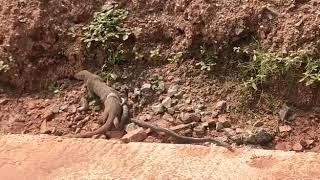 Snake hunts the mongoose  Karnataka voice [upl. by Glaab]