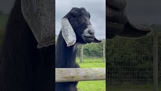 This Anglo Nubian Goat is almost as big as a pony Check out his toothy smile 🐐 😃 goat animals [upl. by Aitel195]