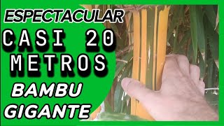 ESPECTACULARES cañas de bambu gigante bambusa vulgaris vittata [upl. by Ennire]