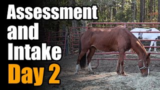 Assessment and Intake Day 2 Almost Live 2  Horse Plus Happenings Vlog 18  10232024 [upl. by Rene737]