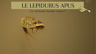 LE LEPIDURUS APUS  Le crustacé mystérieux [upl. by Anoirtac]