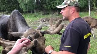 Moose safari i Sweden Gårdsjö älgpark [upl. by Alrrats]