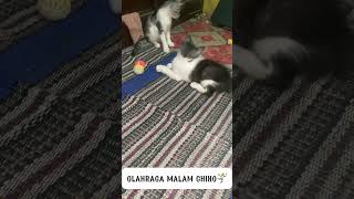 CHIKO IS VERY EXCITED😅 cat kucingbikinngakak kitten tingkahkucinglucu shortvideo catfunny [upl. by Merry302]