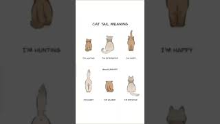 🐈Cat tail 🐱 meaning youtube short video [upl. by Taryn927]