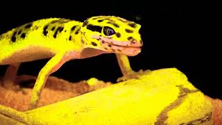 Angry leopard gecko screaming at a fly [upl. by Chrissa]