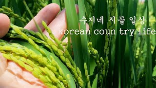 viog시골 벼 나락 지금 이만큼 자랐어요 집에서 쉽게 간장 찜닭 만들기 [upl. by Esil]