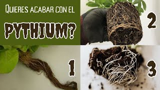 ¿Cómo eliminar ☢️ el PYTHIUM de tus plantas 🌿 [upl. by Finlay]